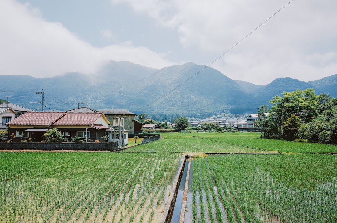 Green rice fields with houses and mountains